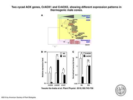 Two cycad AOX genes, CrAOX1 and CrAOX2, showing different expression patterns in thermogenic male cones. Two cycad AOX genes, CrAOX1 and CrAOX2, showing.