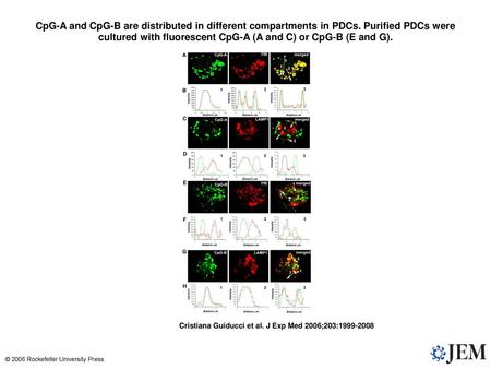 CpG-A and CpG-B are distributed in different compartments in PDCs