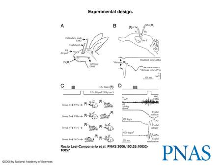 Experimental design. Experimental design. (A) We recorded the upper eyelid position and EMG activity of the ipsilateral orbicularis oculi (O.O.) and vibrissal.