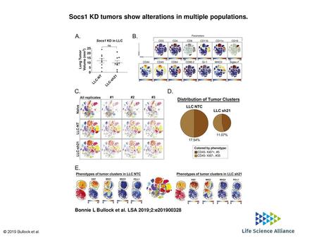 Socs1 KD tumors show alterations in multiple populations.