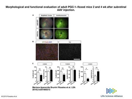 Morphological and functional evaluation of adult PGC-1–floxed mice 2 and 4 wk after subretinal AAV injection. Morphological and functional evaluation of.