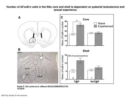 Number of ΔFosB-ir cells in the NAc core and shell is dependent on pubertal testosterone and sexual experience. Number of ΔFosB-ir cells in the NAc core.