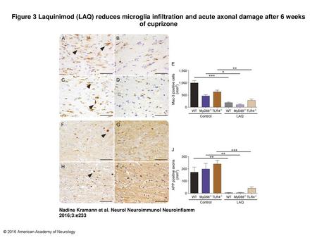 Figure 3 Laquinimod (LAQ) reduces microglia infiltration and acute axonal damage after 6 weeks of cuprizone Laquinimod (LAQ) reduces microglia infiltration.