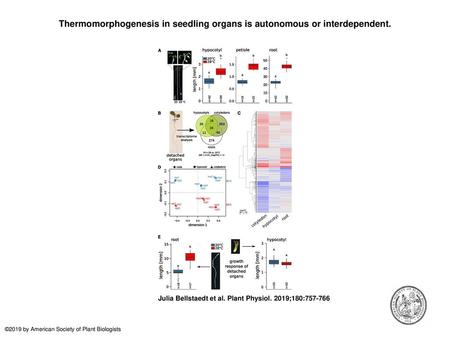 Thermomorphogenesis in seedling organs is autonomous or interdependent