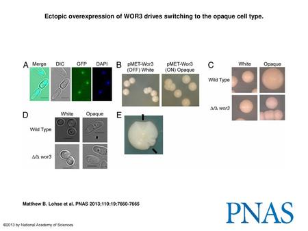 Ectopic overexpression of WOR3 drives switching to the opaque cell type. Ectopic overexpression of WOR3 drives switching to the opaque cell type. (A) Visualization.