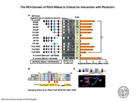 The RC4 Domain of PbrS-RNase Is Critical for Interaction with PbrActin1. The RC4 Domain of PbrS-RNase Is Critical for Interaction with PbrActin1. (A) Dissection.