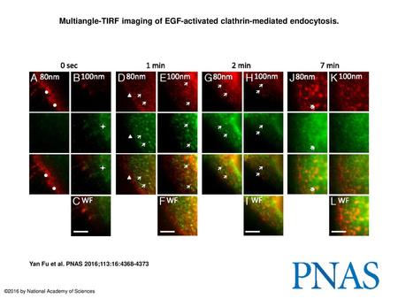 Multiangle-TIRF imaging of EGF-activated clathrin-mediated endocytosis