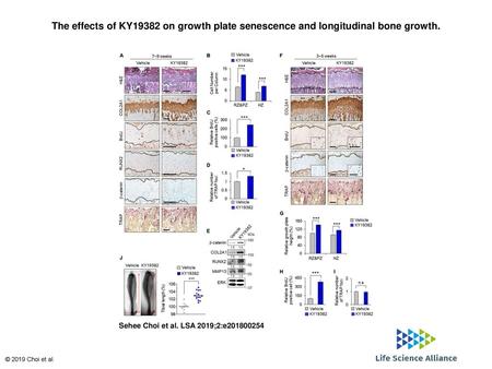 The effects of KY19382 on growth plate senescence and longitudinal bone growth. The effects of KY19382 on growth plate senescence and longitudinal bone.