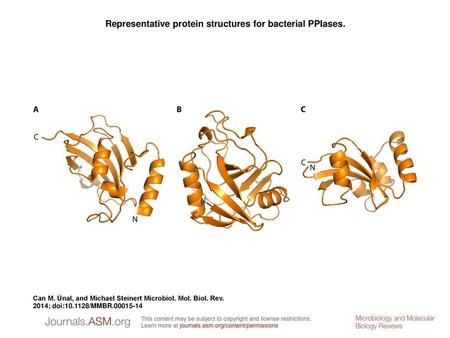 Representative protein structures for bacterial PPIases.