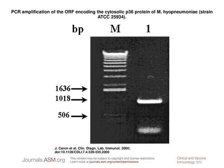 PCR amplification of the ORF encoding the cytosolic p36 protein of M