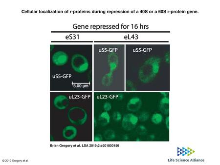 Cellular localization of r-proteins during repression of a 40S or a 60S r-protein gene. Cellular localization of r-proteins during repression of a 40S.