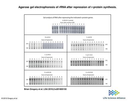 Agarose gel electrophoresis of rRNA after repression of r-protein synthesis. Agarose gel electrophoresis of rRNA after repression of r-protein synthesis.