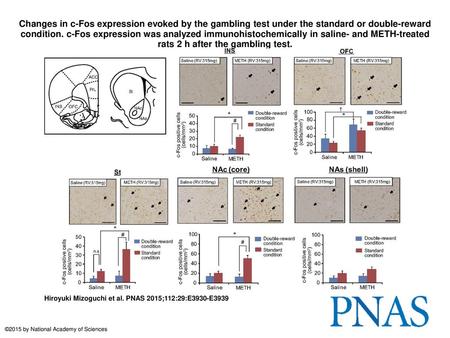 Changes in c-Fos expression evoked by the gambling test under the standard or double-reward condition. c-Fos expression was analyzed immunohistochemically.