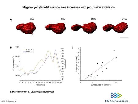 Megakaryocyte total surface area increases with protrusion extension.