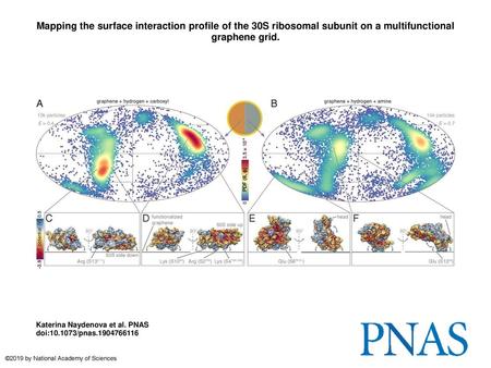 Mapping the surface interaction profile of the 30S ribosomal subunit on a multifunctional graphene grid. Mapping the surface interaction profile of the.