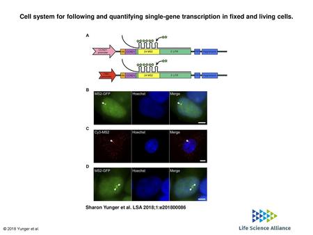 Cell system for following and quantifying single-gene transcription in fixed and living cells. Cell system for following and quantifying single-gene transcription.