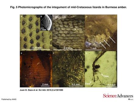 Fig. 5 Photomicrographs of the integument of mid-Cretaceous lizards in Burmese amber. Photomicrographs of the integument of mid-Cretaceous lizards in Burmese.