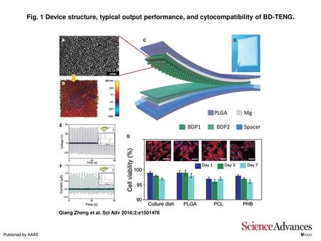 Fig. 1 Device structure, typical output performance, and cytocompatibility of BD-TENG. Device structure, typical output performance, and cytocompatibility.