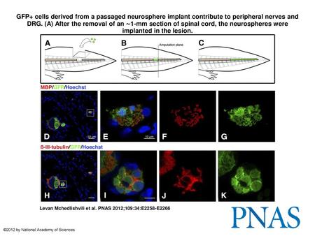 GFP+ cells derived from a passaged neurosphere implant contribute to peripheral nerves and DRG. (A) After the removal of an ∼1-mm section of spinal cord,