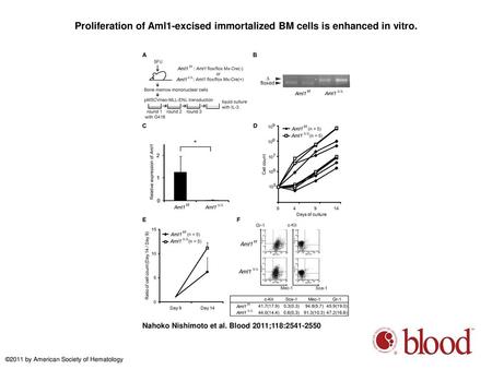 Proliferation of Aml1-excised immortalized BM cells is enhanced in vitro. Proliferation of Aml1-excised immortalized BM cells is enhanced in vitro. (A)