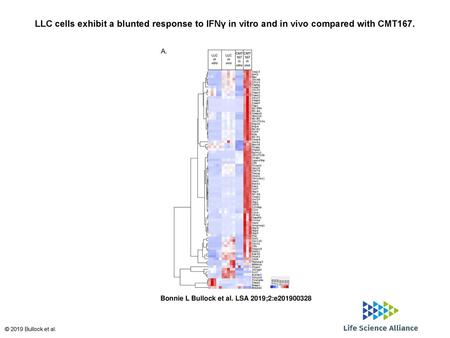 LLC cells exhibit a blunted response to IFNγ in vitro and in vivo compared with CMT167. LLC cells exhibit a blunted response to IFNγ in vitro and in vivo.