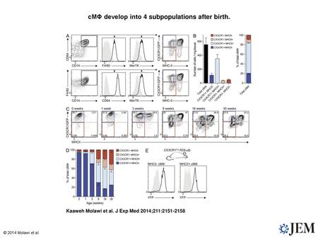 cMΦ develop into 4 subpopulations after birth.