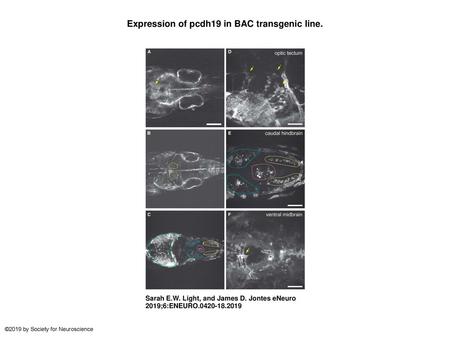 Expression of pcdh19 in BAC transgenic line.