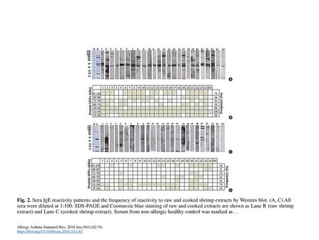 Fig. 2. Sera IgE reactivity patterns and the frequency of reactivity to raw and cooked shrimp extracts by Western blot. (A, C) All sera were diluted at.