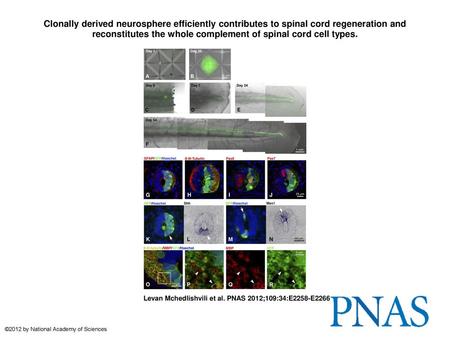 Clonally derived neurosphere efficiently contributes to spinal cord regeneration and reconstitutes the whole complement of spinal cord cell types. Clonally.