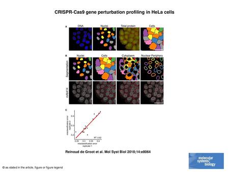 CRISPR‐Cas9 gene perturbation profiling in HeLa cells