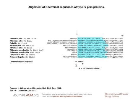 Alignment of N-terminal sequences of type IV pilin proteins.