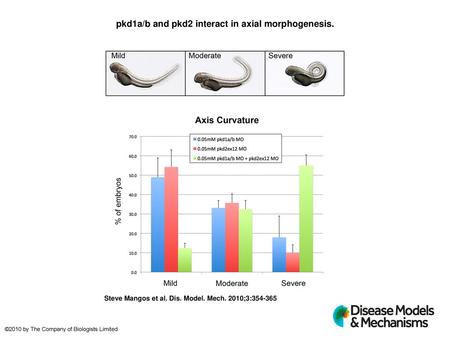 pkd1a/b and pkd2 interact in axial morphogenesis.