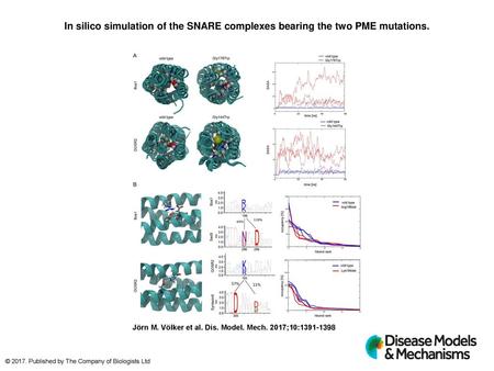 In silico simulation of the SNARE complexes bearing the two PME mutations. In silico simulation of the SNARE complexes bearing the two PME mutations. Molecular.