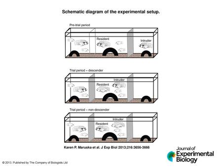 Schematic diagram of the experimental setup.