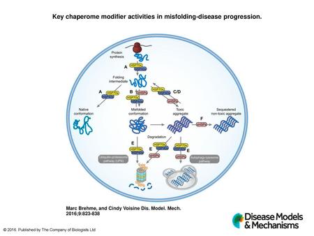 Key chaperome modifier activities in misfolding-disease progression.