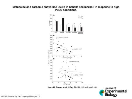 Metabolite and carbonic anhydrase levels in Sabella spallanzanii in response to high PCO2 conditions. Metabolite and carbonic anhydrase levels in Sabella.