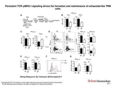 Persistent TCR–pMHC-I signaling drives the formation and maintenance of exhausted-like TRM cells. Persistent TCR–pMHC-I signaling drives the formation.