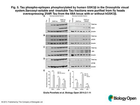 Fig. 5. Tau phospho-epitopes phosphorylated by human GSK3β in the Drosophila visual system.Sarcosyl-soluble and -insoluble Tau fractions were purified.