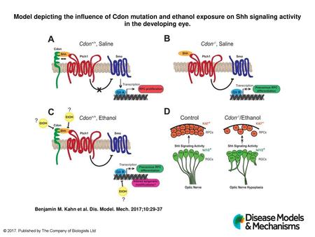 Model depicting the influence of Cdon mutation and ethanol exposure on Shh signaling activity in the developing eye. Model depicting the influence of Cdon.