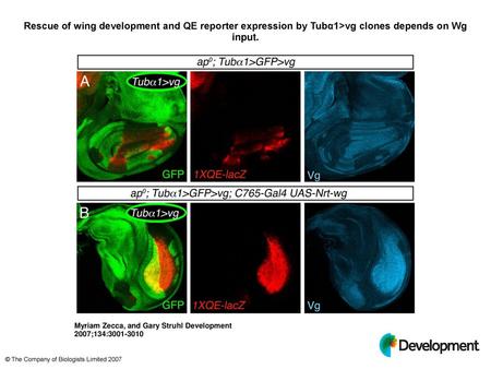 Rescue of wing development and QE reporter expression by Tubα1>vg clones depends on Wg input. Rescue of wing development and QE reporter expression by.