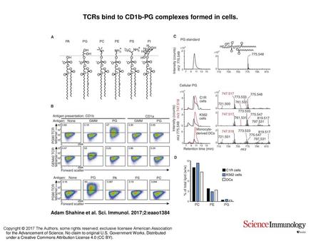 TCRs bind to CD1b-PG complexes formed in cells.