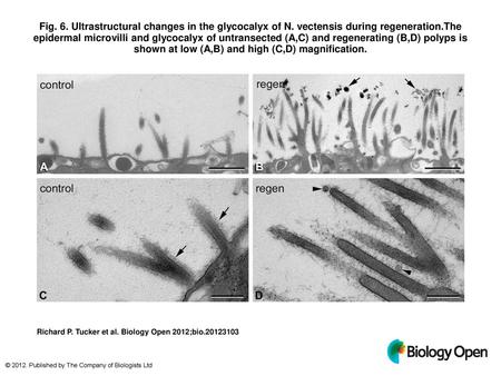 Fig. 6. Ultrastructural changes in the glycocalyx of N