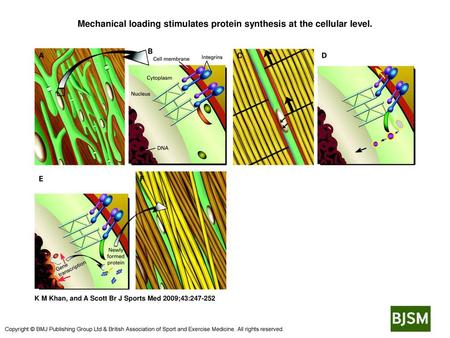 Mechanical loading stimulates protein synthesis at the cellular level.