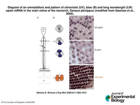Diagram of an ommatidium and pattern of ultraviolet (UV), blue (B) and long wavelength (LW) opsin mRNA in the main retina of the monarch, Danaus plexippus.