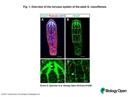 Fig. 1. Overview of the nervous system of the adult S. roscoffensis.