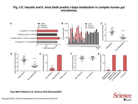 Fig. 3 E. faecalis and E. lenta Dadh predict l-dopa metabolism in complex human gut microbiotas. E. faecalis and E. lenta Dadh predict l-dopa metabolism.