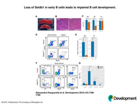 Loss of Setdb1 in early B cells leads to impaired B cell development.