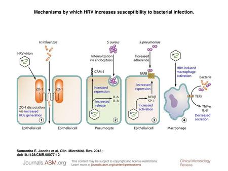 Mechanisms by which HRV increases susceptibility to bacterial infection. Mechanisms by which HRV increases susceptibility to bacterial infection. (1) HRVs.