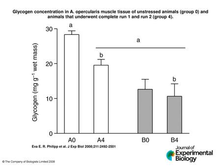 Glycogen concentration in A