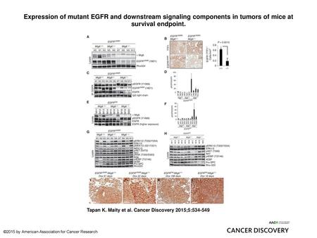 Expression of mutant EGFR and downstream signaling components in tumors of mice at survival endpoint. Expression of mutant EGFR and downstream signaling.